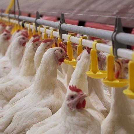 Soft water boosts poultry yields