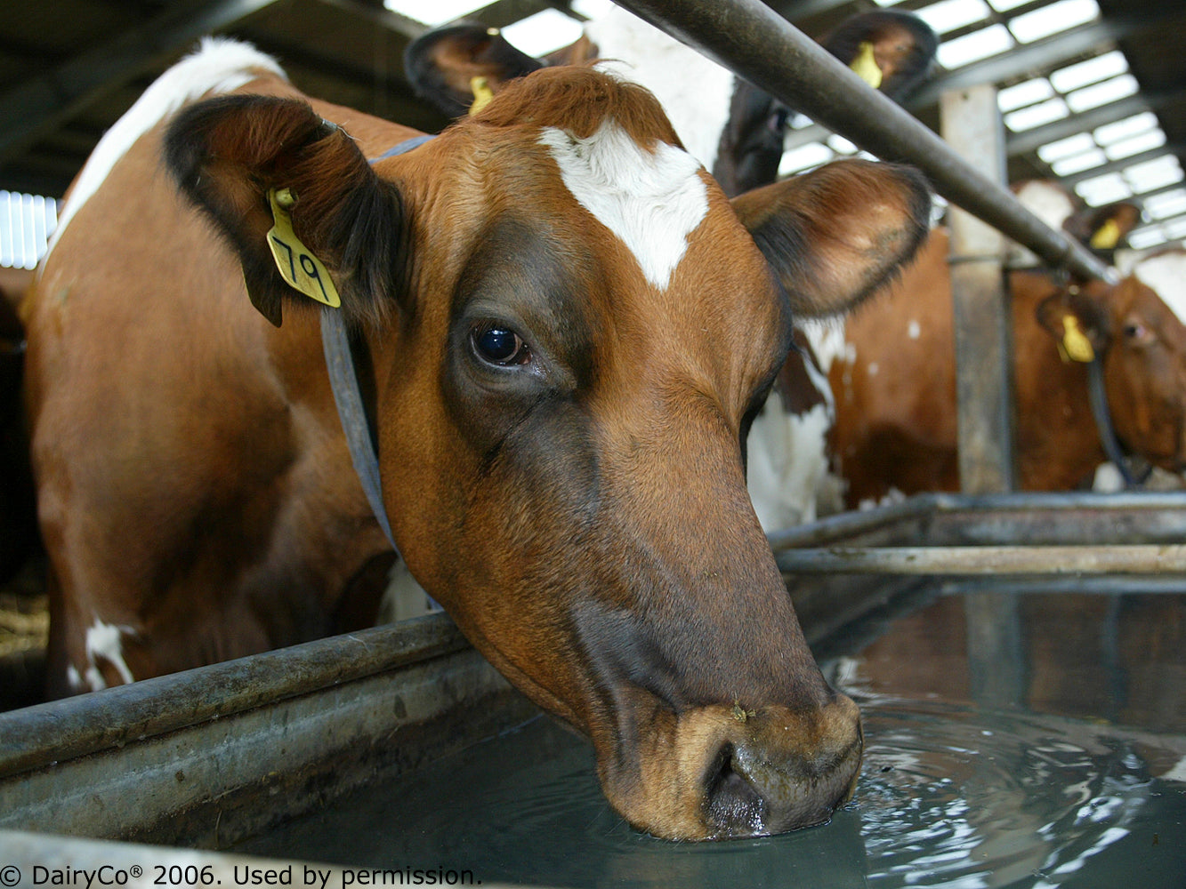 The Impact of Water Quality on Bovine Health and Dairy Production: The Hidden Cost of Neglect